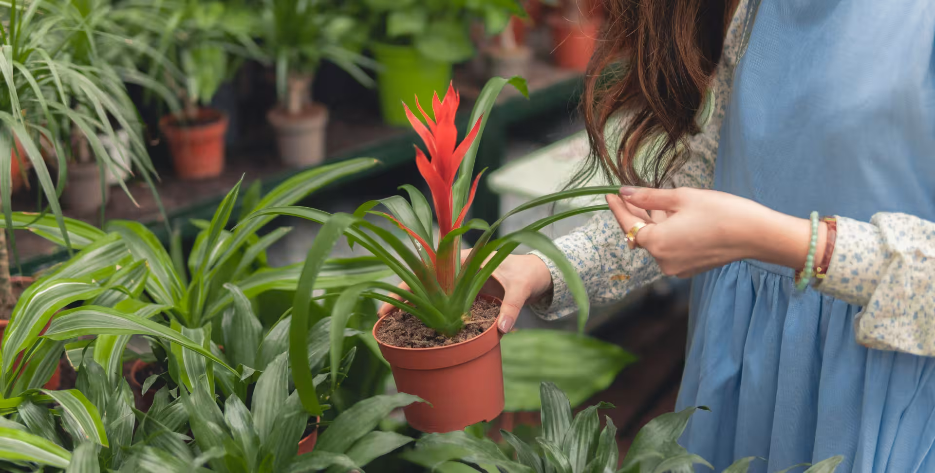 Formations en horticulture