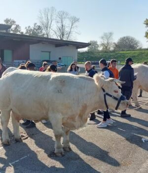 Concours de pointage : Deux Lauréates de l’EPL de Fontaines en Route pour le Salon de l’Agriculture 🐄✨