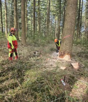 Bac pro Forêt – en 3 ans – Velet, formation initiale