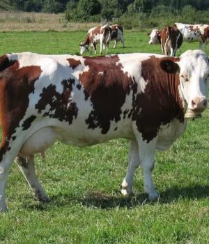 bachelor agro – en 1 an – Fontaines, formation initiale