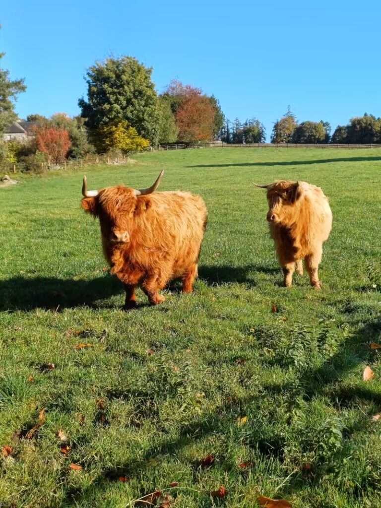 Photo_highland