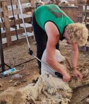 UCARE Prestation de service tonte de mouton – Charolles